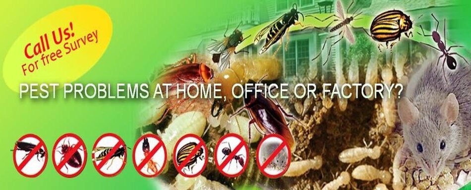 Panorama Pest Care Services, Sarakki Gate, Bangalore