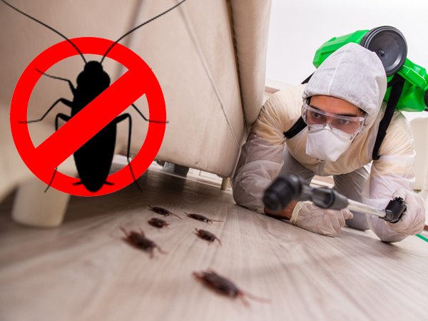 Panorama Pest Care Services, Sarakki Gate, Bangalore